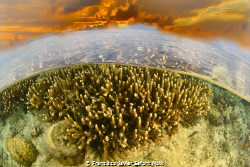 arrecife de coral by Francisco Javier Safont Moix 